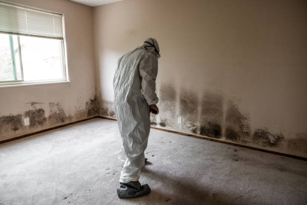 Best Mold Cleaning Services  in Wahese, NC